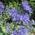Caryopteris x clandonensis fleur